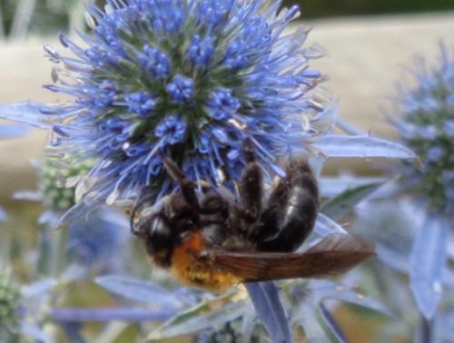 Réf. 186 324 : Andrena thoracica
